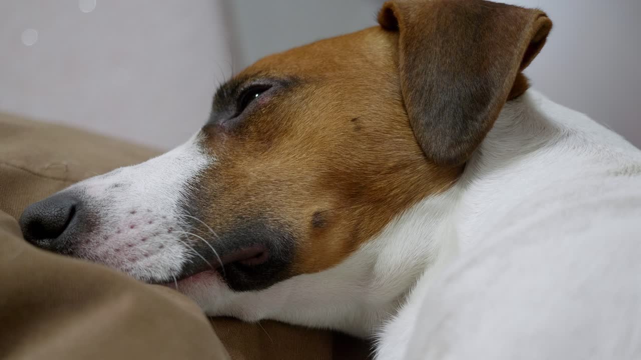 A peacefully sleeping dog rests comfortably. Gentle, calming footage ideal for themes of relaxation and pet companionship