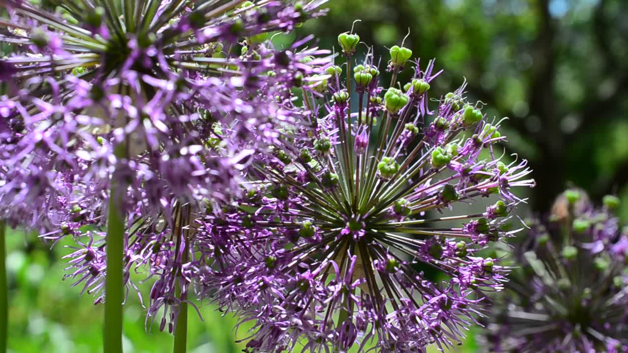 Fiori di campo in primavera. Vento e fiori