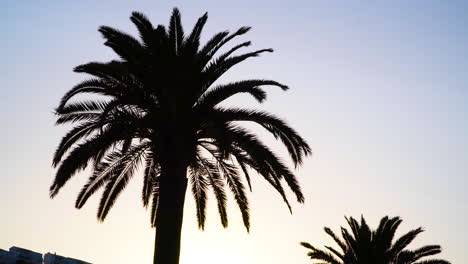 silhouette from the top of a canary palm tree