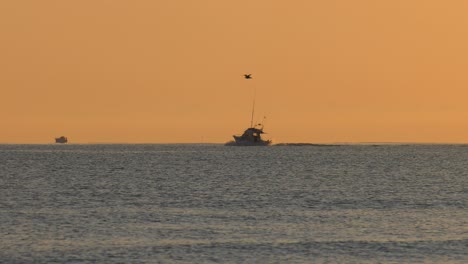 sports fishing boat on ocean horizon at dawn, seabird flying