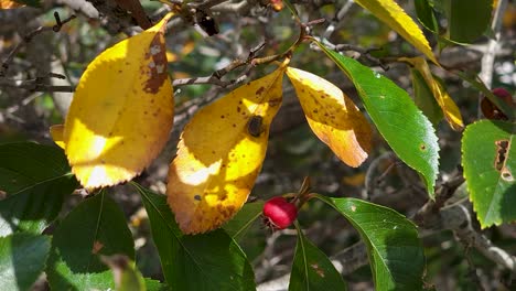 close-up shot of colorful dried autumn leaves waving in wind