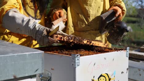 beekeepers brushing the honeycomb filled with bees