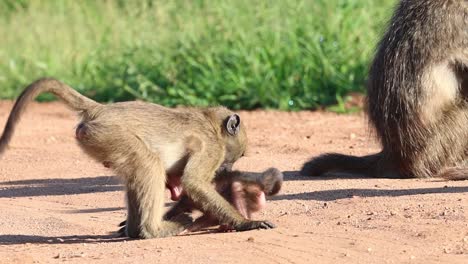 Interacción-Divertida-Entre-Un-Pequeño-Babuino-Y-Un-Primo-Mayor,-Parque-Nacional-Kruger