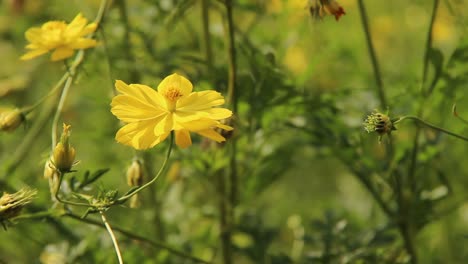 close up of cosmos caudatus or yellow ray flower in garden