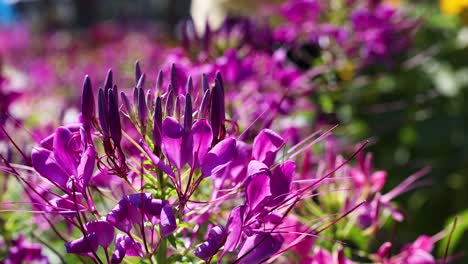 close-up of vibrant purple flowers