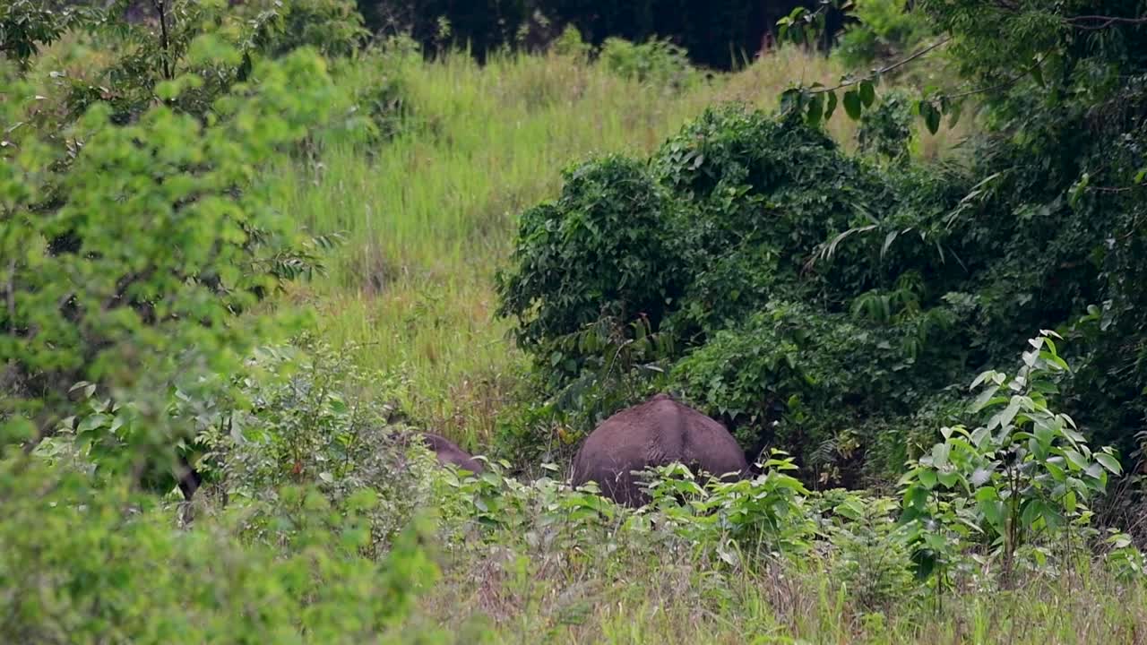 Aasian norsut ovat uhanalaisia lajeja ja elävät myös Thaimaassa