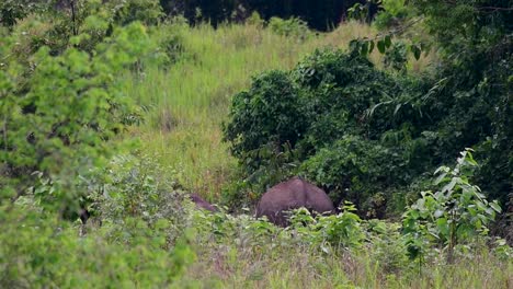 The-Asiatic-Elephants-are-endangered-species-and-they-are-also-residents-of-Thailand