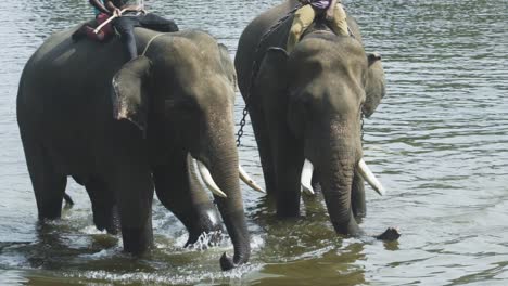 mahouts bathing elephants for wildlife tourism