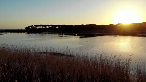 Puesta-De-Sol-En-Un-Lago-Detrás-De-Pinos-3