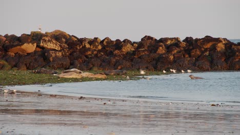 bandada de pájaros alcatraces volando y aterrizando en la costa arenosa de la isla rocosa, vista estática