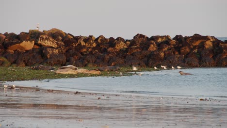 flock of gannet birds flying and landing on sandy coast of rocky island, static view