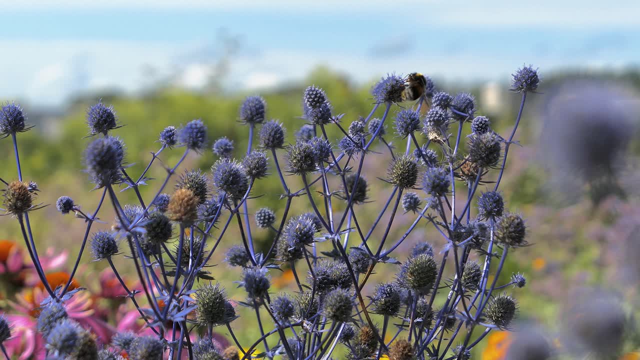 Blue flowers and bumblebee meadow garden, Blue eryngo thistle flat sea holly