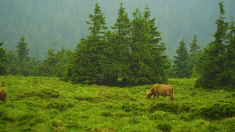 a large brown cow with horns is standing in a grassy field surrounded by lush green trees patches of tall grass and wildflowers animals and plants coexist harmoniously peaceful calm relaxing scene