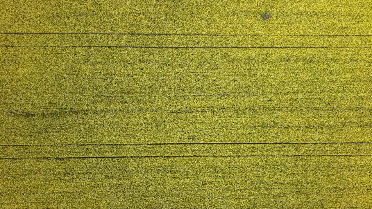 Et luftfoto fra en drone viser en uendelig mark med gule rapsblomster, der skaber et naturligt, tekstureret mønster i landskabet.