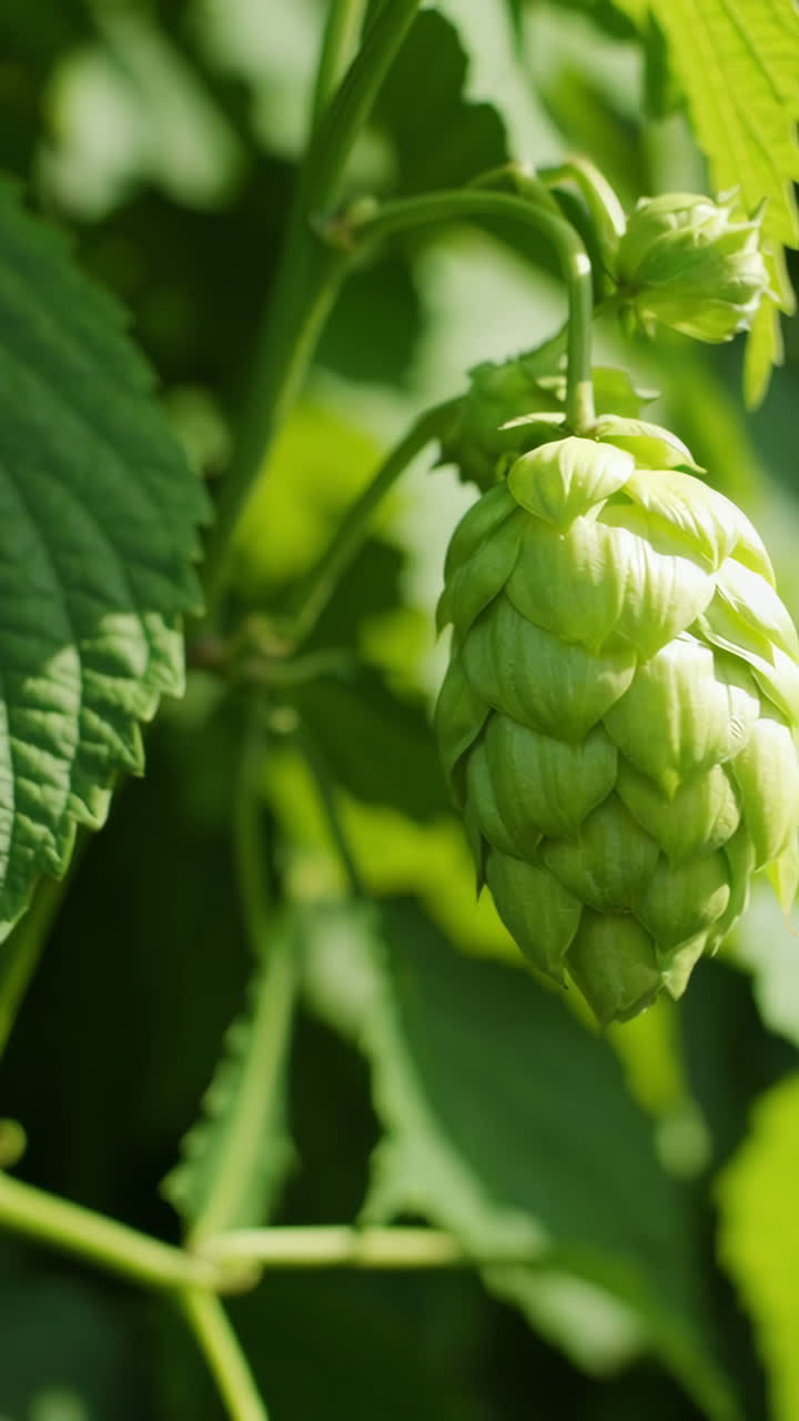 Close-up of a green hop cone on a hop plant