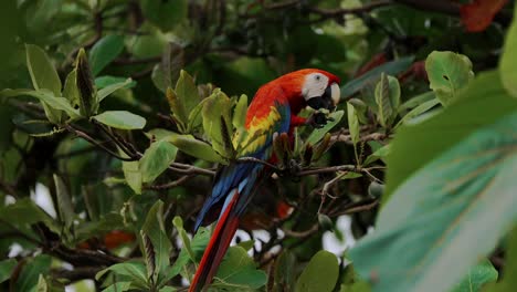 Scharlachroter-Ara-Papagei-Aus-Nächster-Nähe,-Costa-Rica-Reise-Dschungelvogel