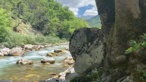 serene river flowing through a lush green forest