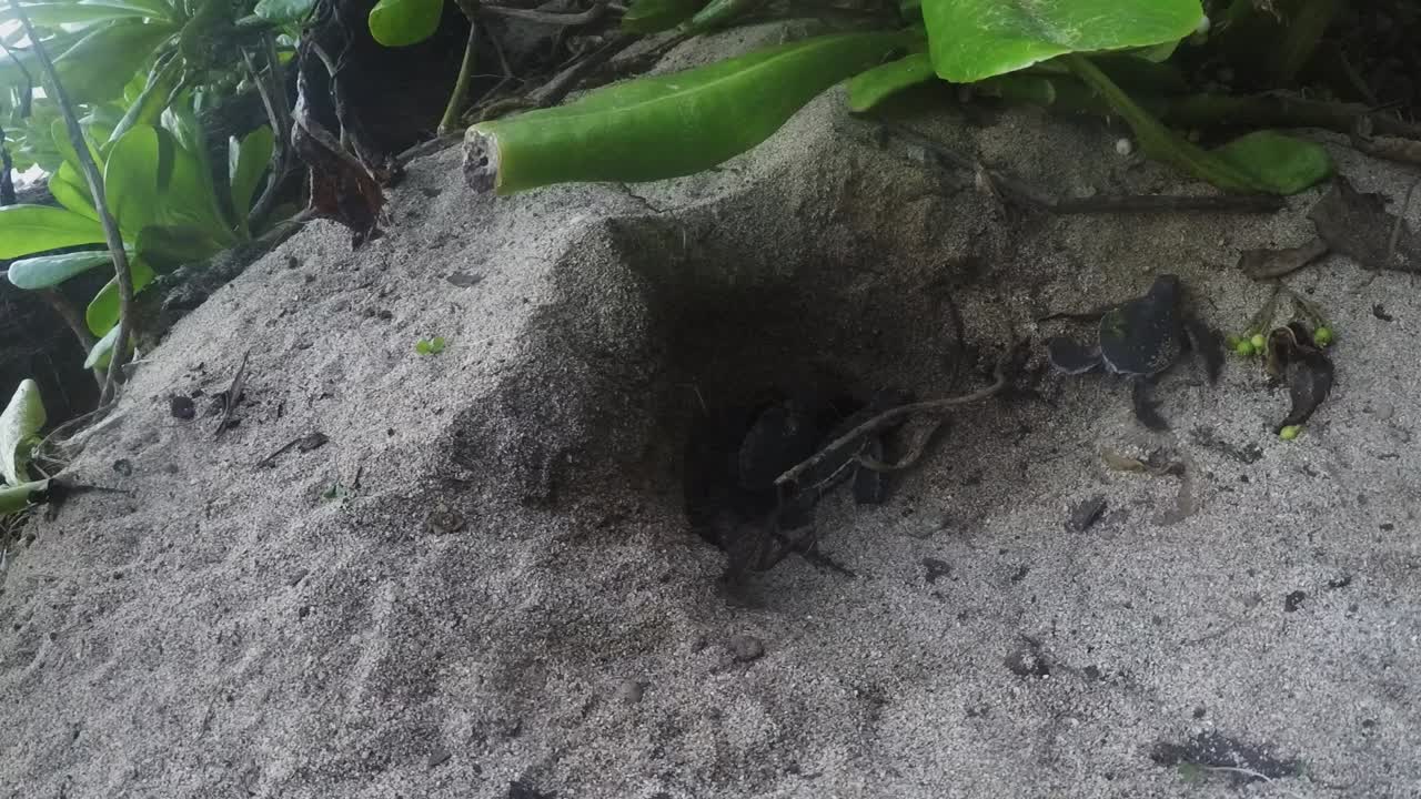 Young baby turtle hatchlings emerging from their sandy nest to travel to the sea - close up