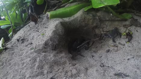 young baby turtle hatchlings emerging from their sandy nest to travel to the sea - close up