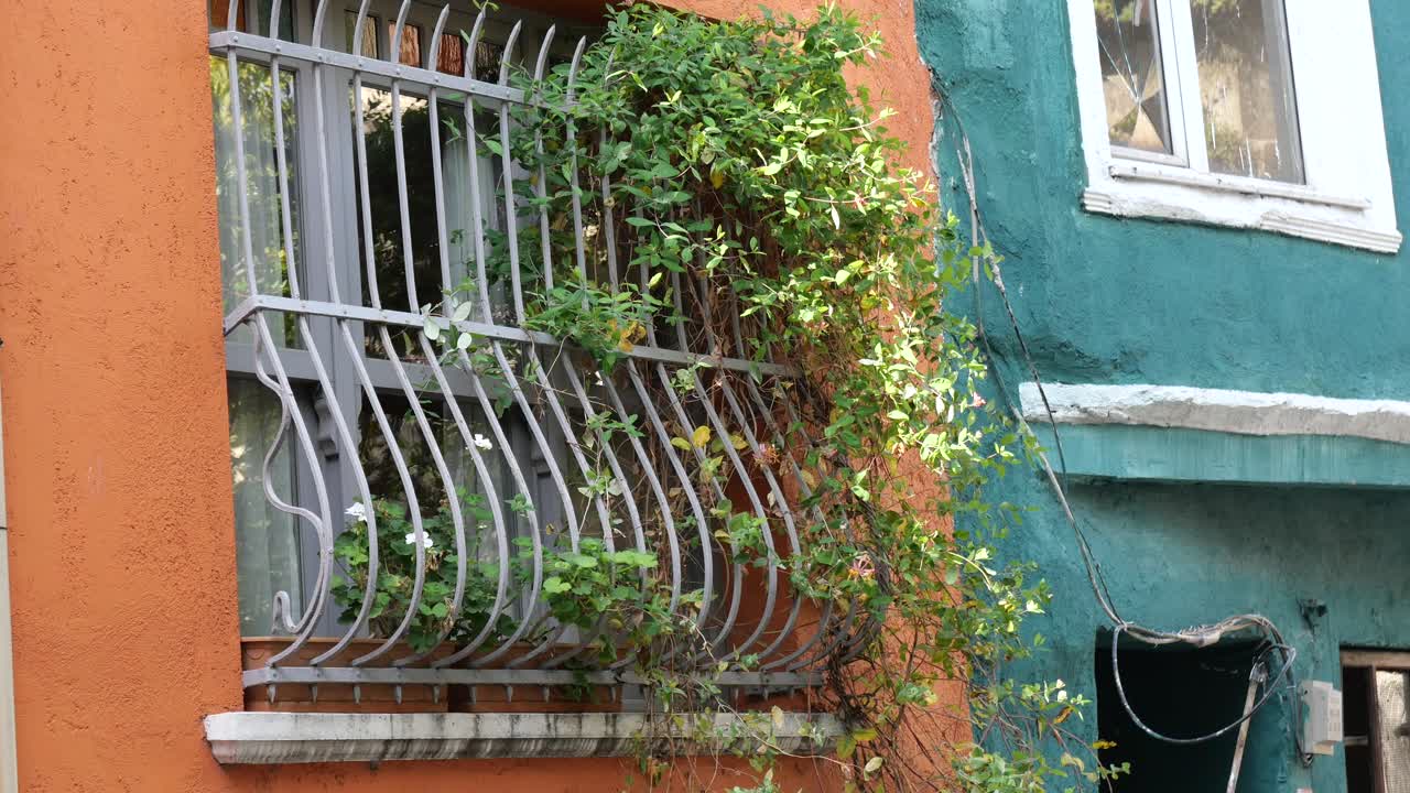 edificio naranja y verde con ventana y planta de escalada