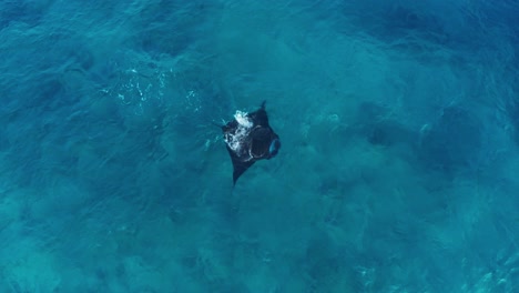 a beautiful large manta ray swimming by the surface of blue waves - top view