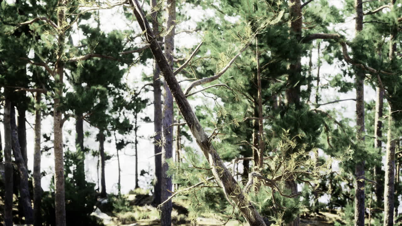 Pine forest landscape with sunlight filtering through trees in summer