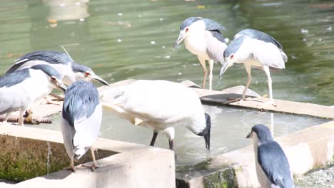 Una-Bandada-De-Pájaros-Grulla-Común-En-Una-Vista-De-Primer-Plano