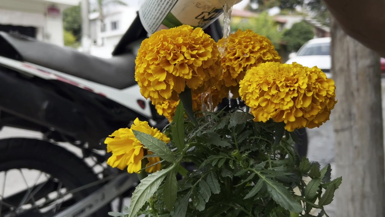 Acqua versata su vivaci fiori di calendula gialli con moto e strada sullo sfondo.