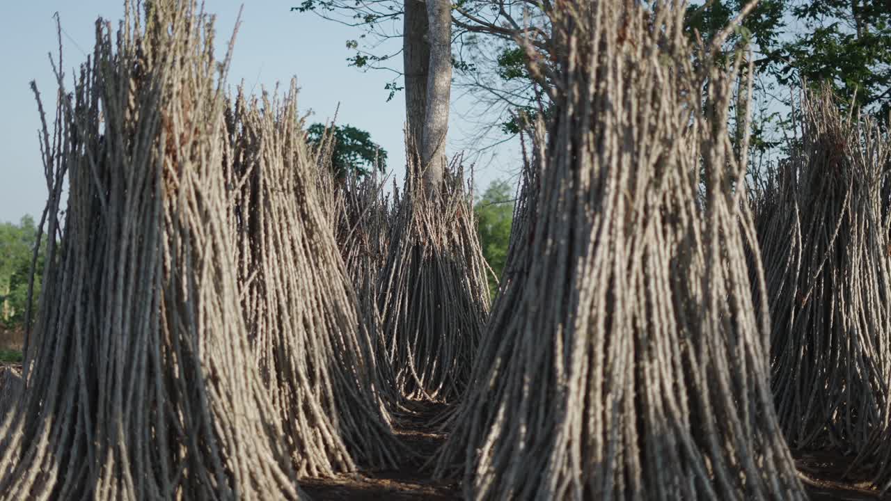 Cassava Harvesting and Storage