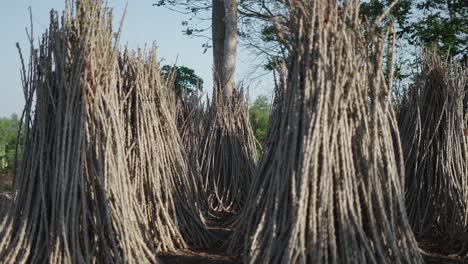 cassava harvesting and storage