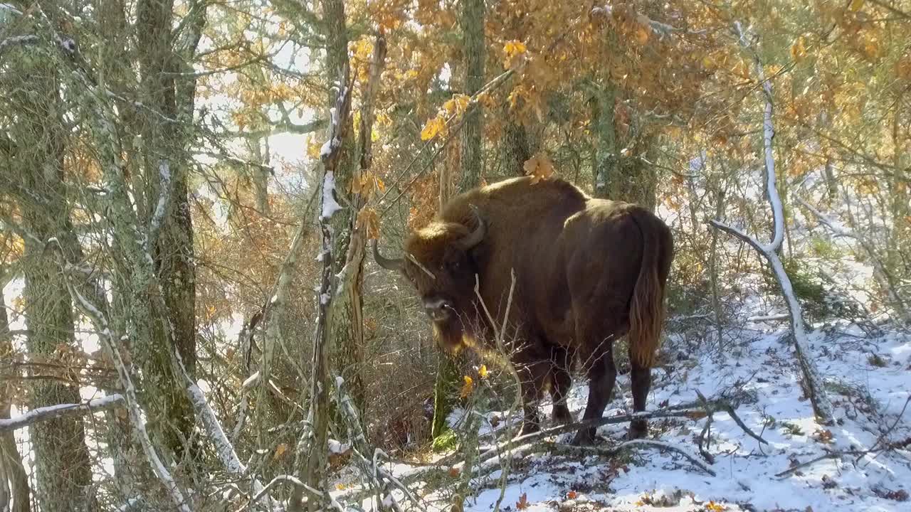 enorme bisonte europeo mirando a la cámara y exhalando en un bosque nevado