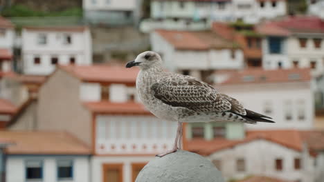 seagull perched on a monument in a charming coastal town