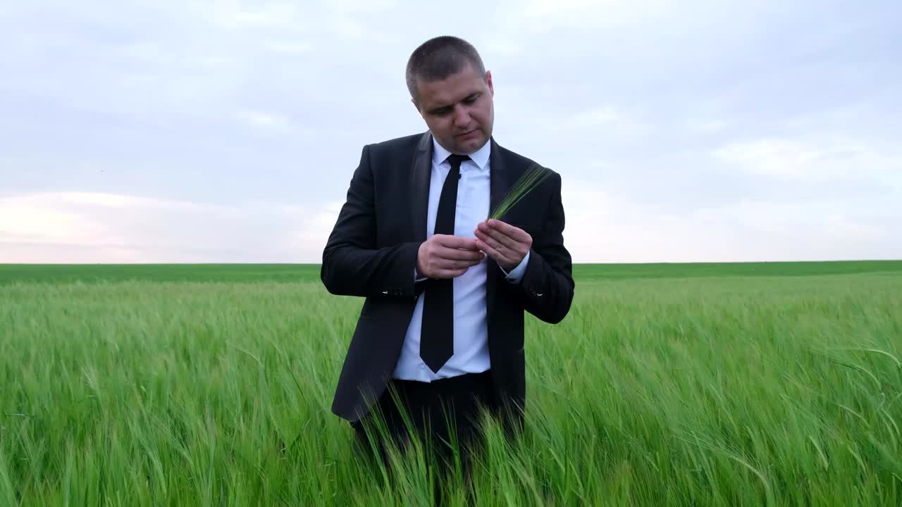 молодой агроном проверяет урожай пшеницы