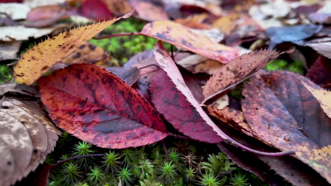 Close up view of colorful autumn leaves laying on bright green moss in a forest, creating a beautiful contrast of colors and textures. pan right shot