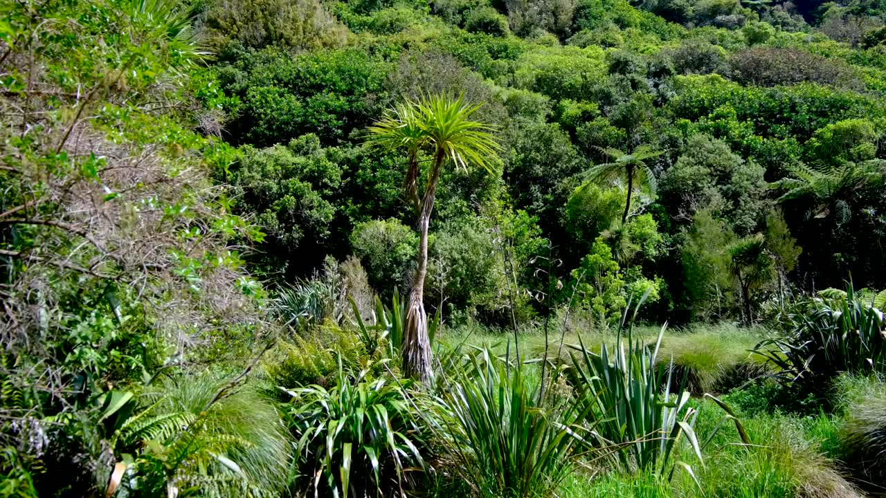 New Zealand forest landscape environment of Tī kōuka cabbage trees, flax, and NZ flora in Wellington, New Zealand Aotearoa