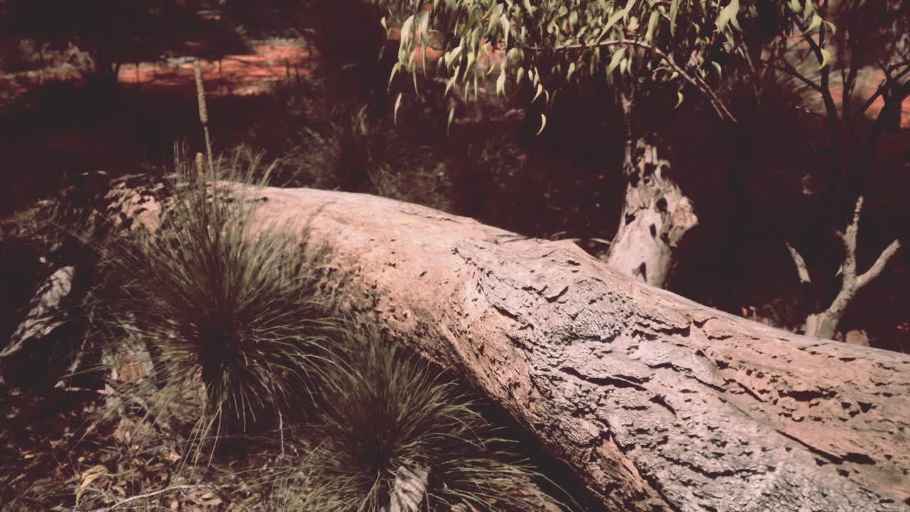 tronco caído en el bosque australiano