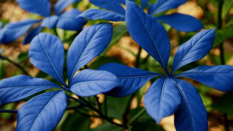 close-up of vibrant blue leaves on a plant