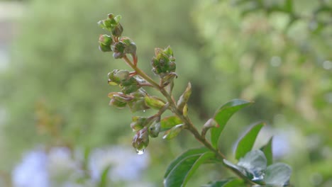 Toma-Estática-De-Una-Planta-Después-De-La-Lluvia-Con-Gotitas-En-Las-Hojas_2