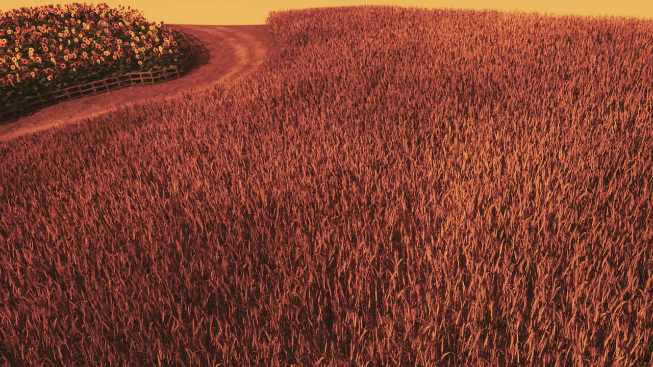 campo de trigo dorado en el paisaje del atardecer