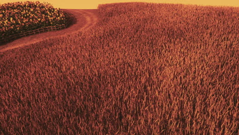 campo de trigo dorado en el paisaje del atardecer