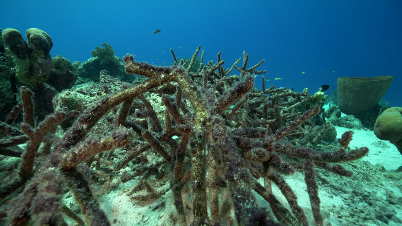 Stabil optagelse af et krat af døde og algedækkede hjortetakskoraller (Acropora cervicornis)