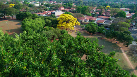 urban scene with yellow ipe in park