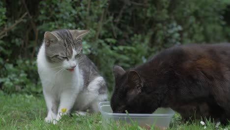 two cats eat from a plastic container