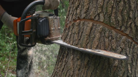 slow motion chainsaw into a tree, cutting down a tree during a tree felling. cinematic footage of lumberjack operating saw machinery.