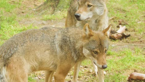 a small pack of european grey wolves stands and interacts on grassy forest ground, natural daylight, steady camera, close and medium shots, calm atmosphere