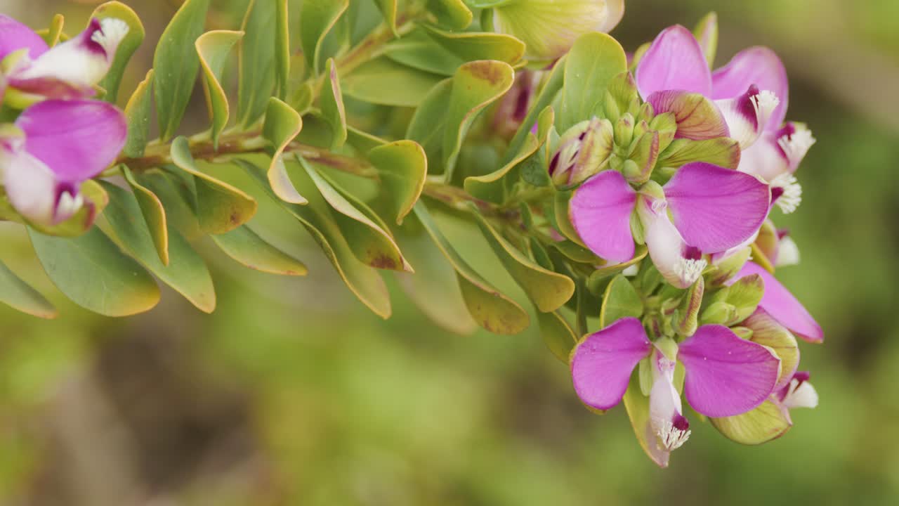 Camera slowly pans across vibrant purple Polygala myrtifolia flowers in natural daylight outdoors