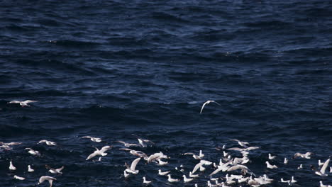 Ein-Schwarm-Möwen,-Der-In-Der-Nähe-Eines-Verwaschenen-Ozeans-Fliegt-Und-Nach-Einem-Landeplatz-Sucht