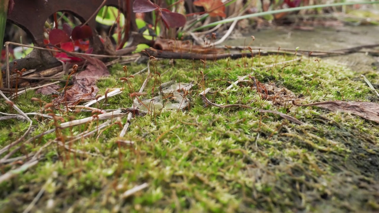 Scatto macro di muschio verde e sporofiti sul terreno