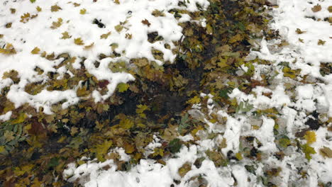 A-stream-covered-with-yellow-autumn-leaves-flows-through-a-snowy-forest-in-autumn