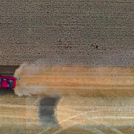 agriulture process in wheat field. heavy technics gathers crop. rural landscape. harvest time. video from above